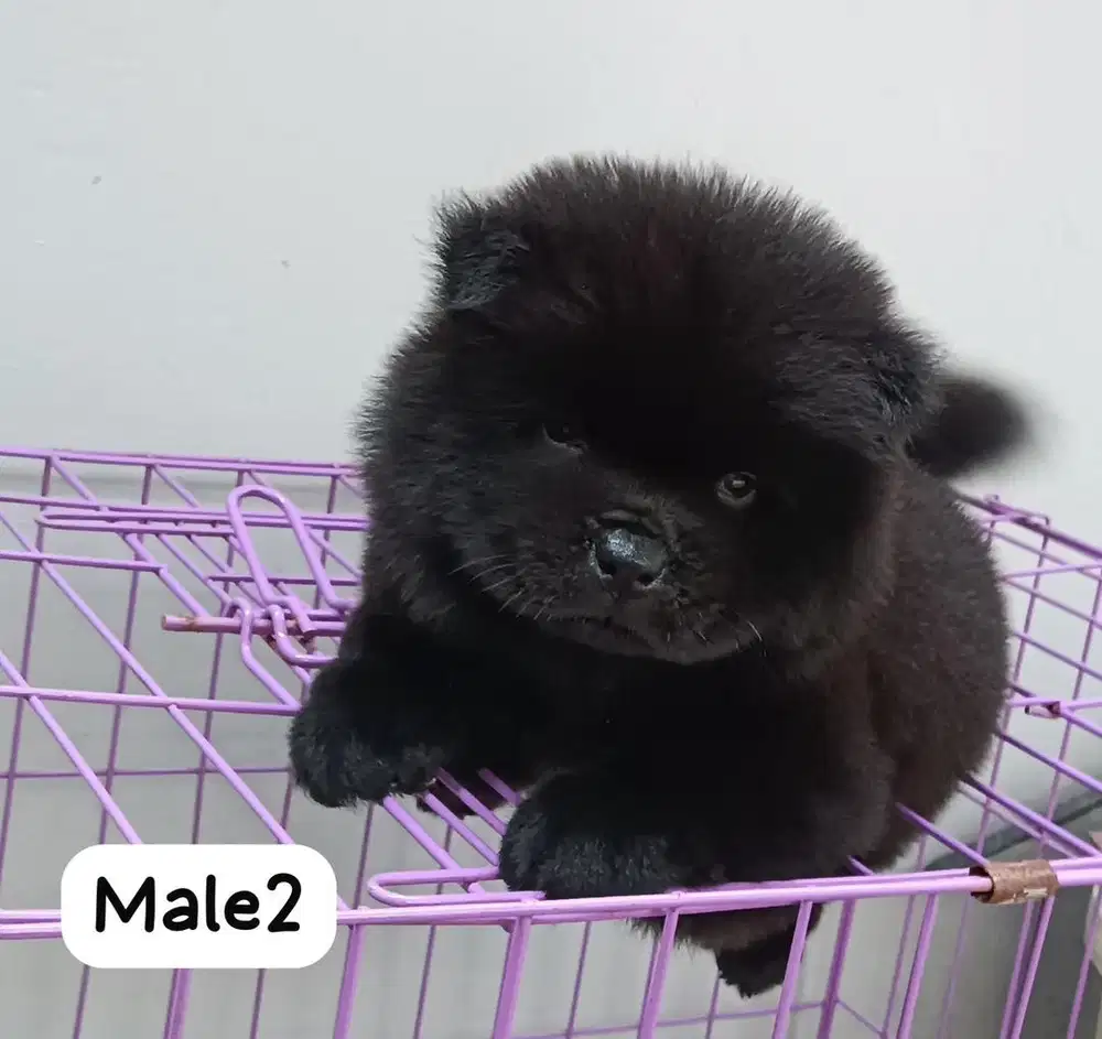 Anjing / puppies chow-chow hitam