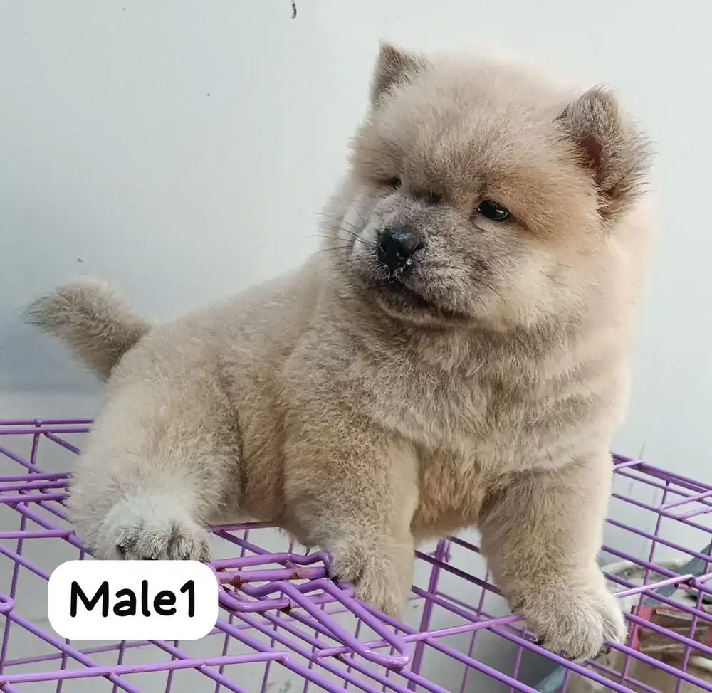 Anjing / puppies chow-chow cokelat