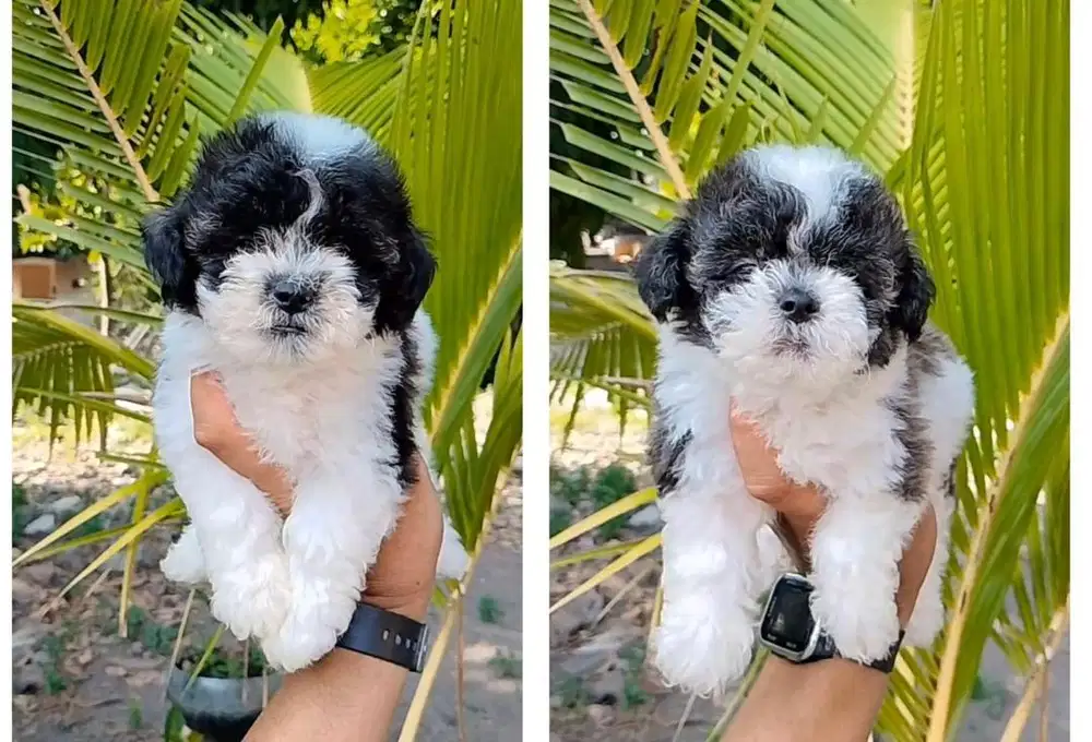 Anjing / puppies shihpoo panda
