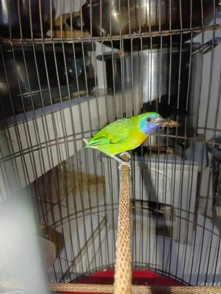 Burung gacor kecil cocok buat masteran..