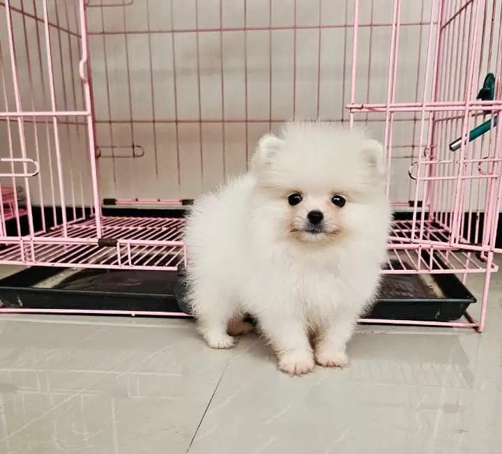 Anjing / puppies minipom jantan