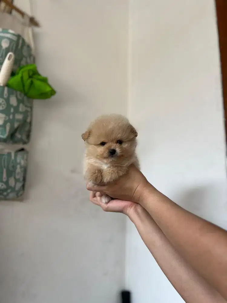 Anjing / puppies supermini pom cute