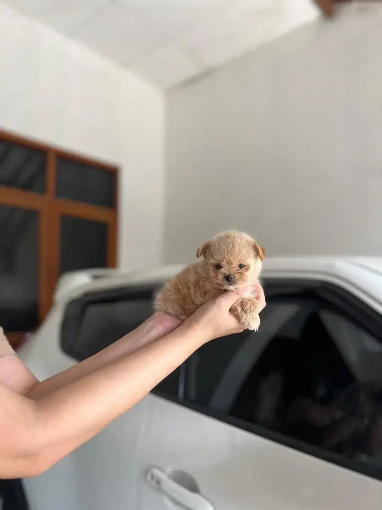 Anjing / puppies supermini pom betina