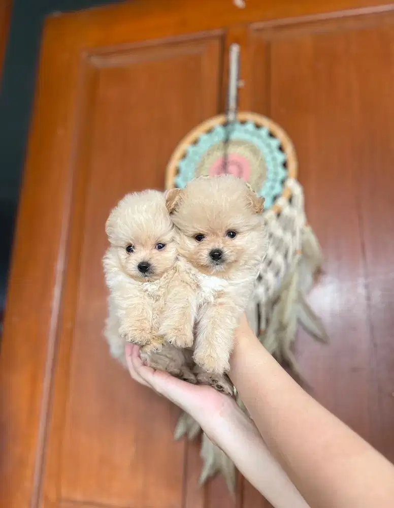 Anjing / puppies supermini pom cute