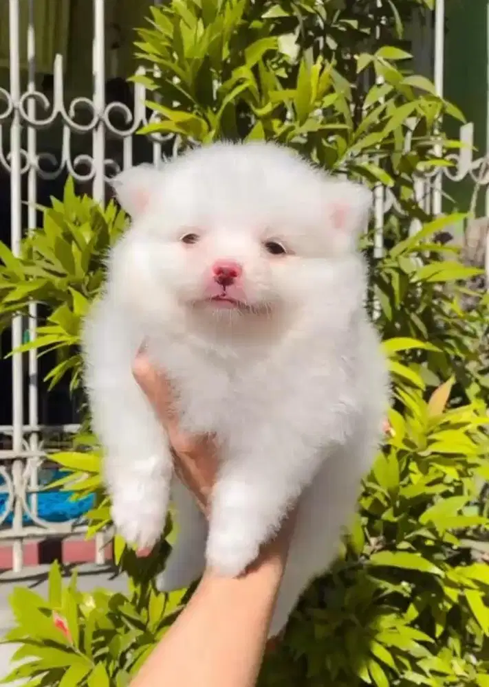 Anjing / puppies white minipom cute