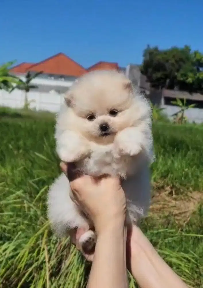 Anjing / puppies minipom gembul high quality