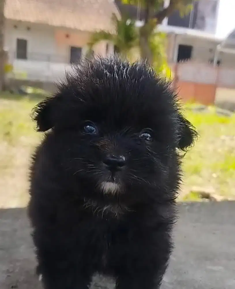 Anjing / puppies black minipom