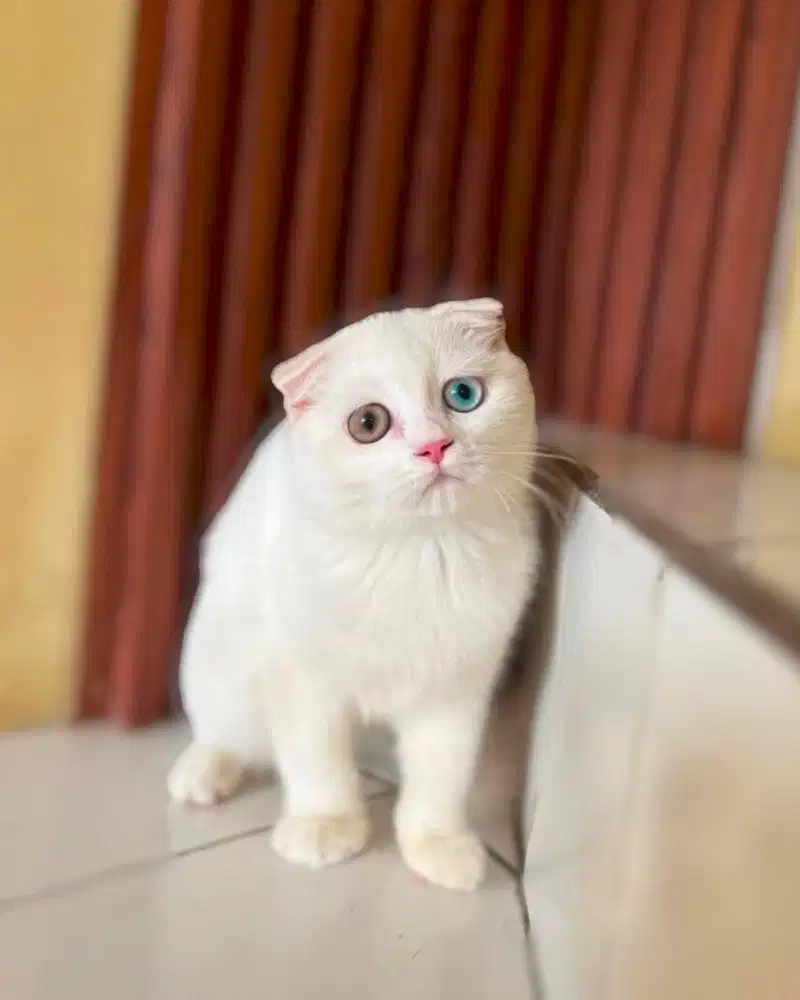 Kucing scottish triple fold odd eye