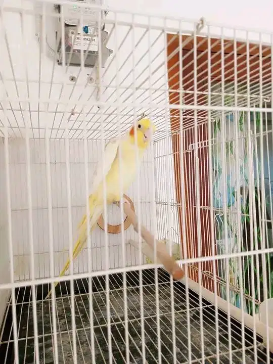 parkit Australia albino/mm