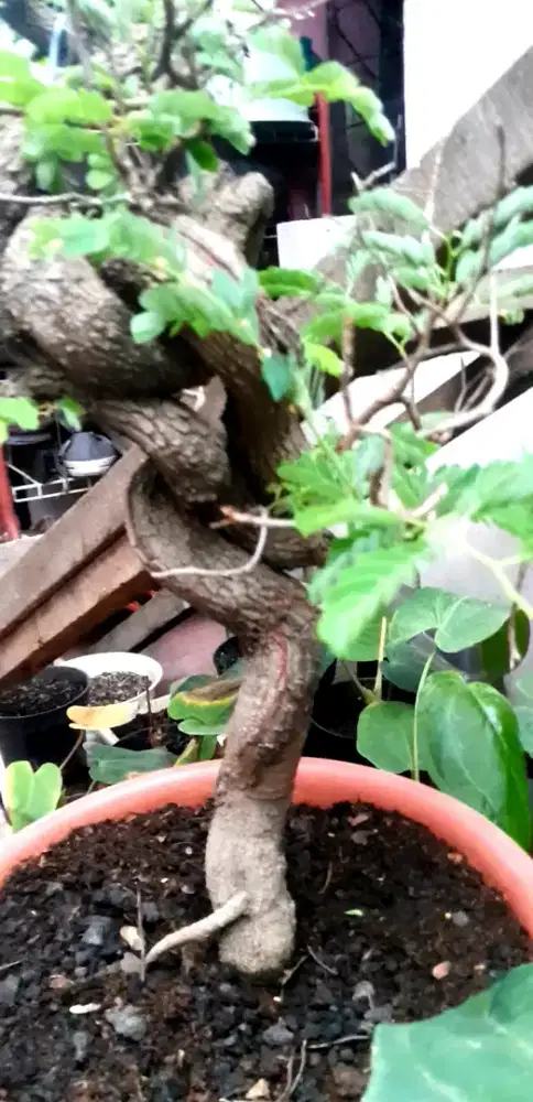 Jual bonsai asem