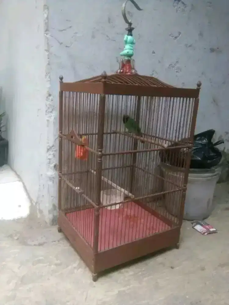 hijaubig tuker murai gacor