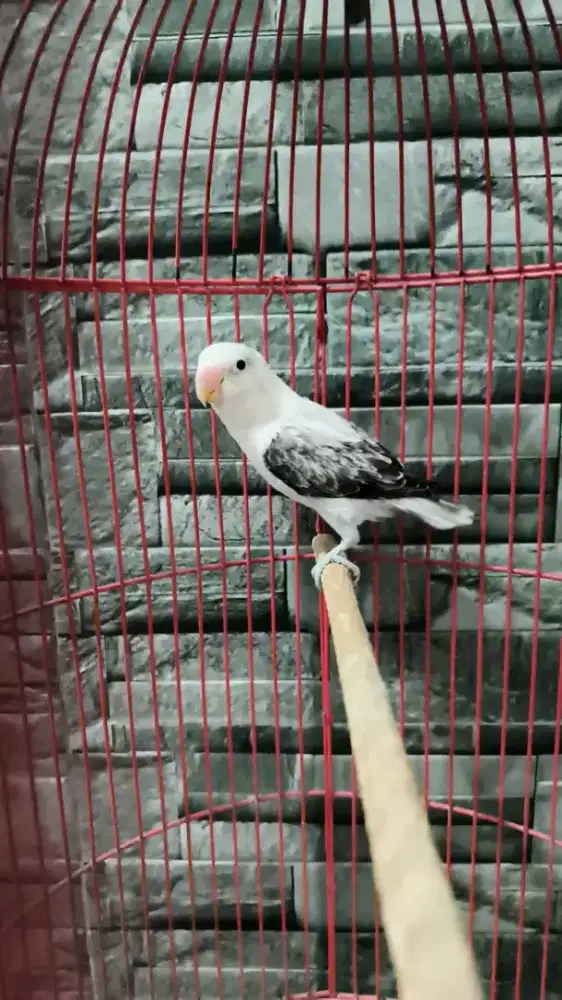 Lovebird biola mouve betina
