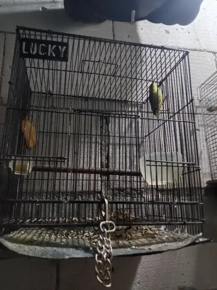 Burung Lovebird atau kacamata
