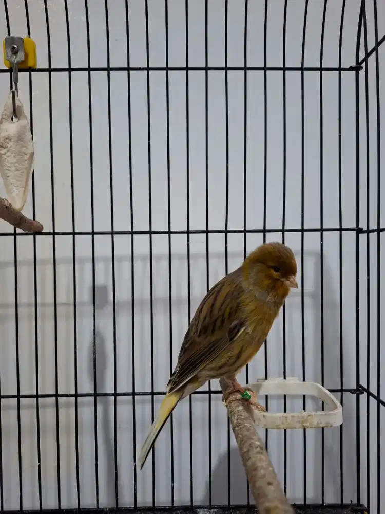 JUAL BURUNG KENARI SERI F1YS, PAUD AFS