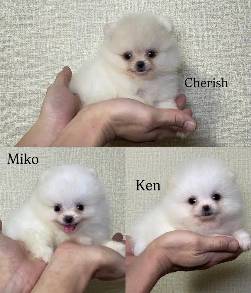 Super minipom jantan dan betina