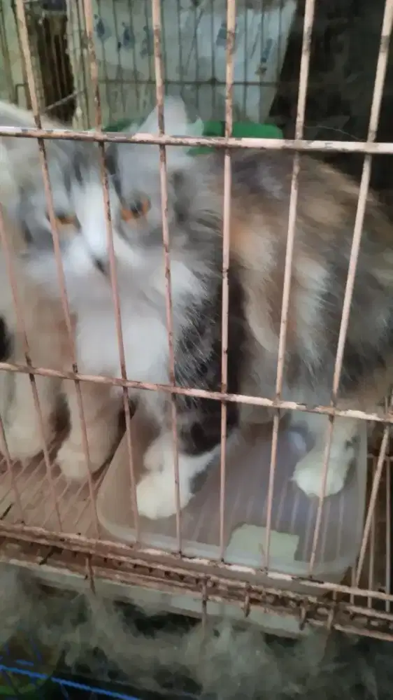 Jual kucing persia