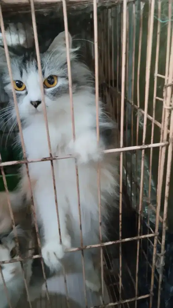 Jual kucing persia