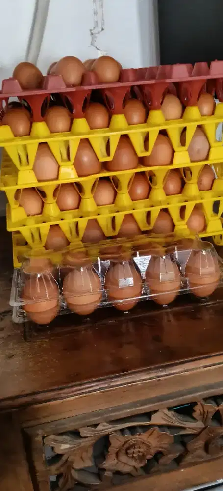 Ayam petelur produksi