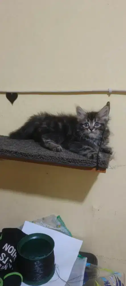 Anak kucing /kitten persia