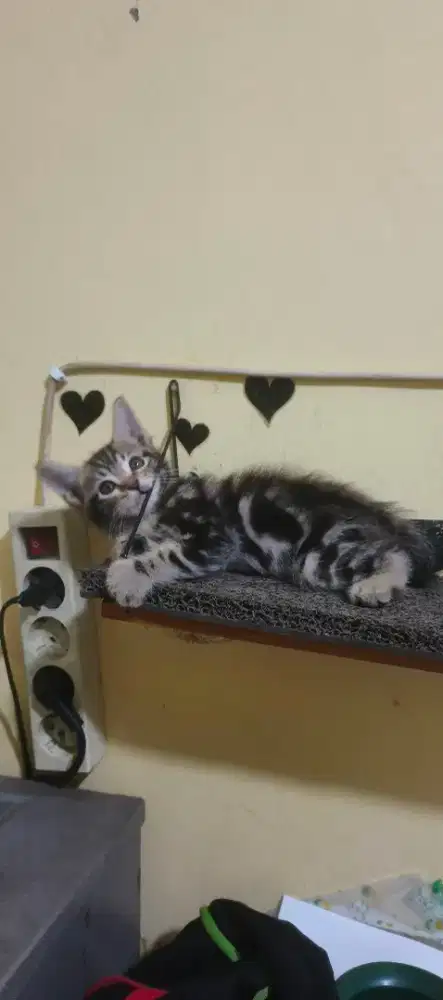 Anak kucing/kitten marble shorthair