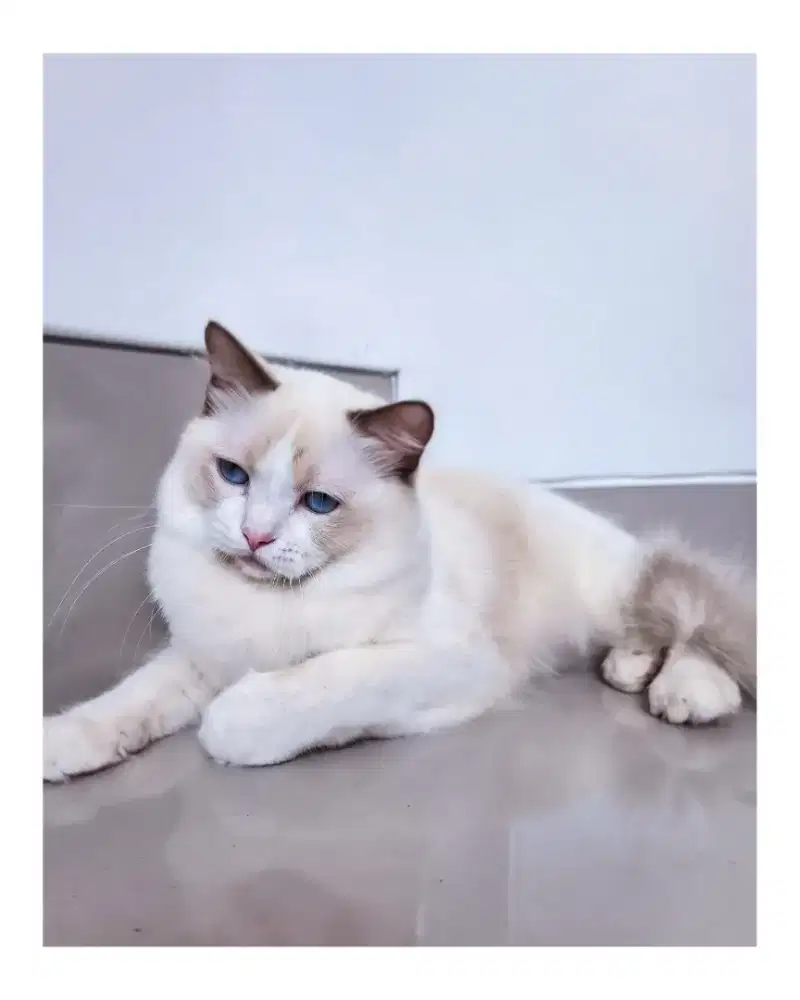 Ragdoll Blue Bicolor Jantan 1 tahun anak ped lepas non ped