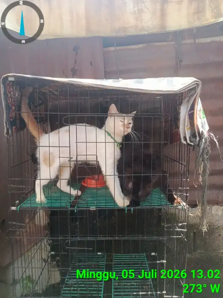 Kucing persia dan blasteran GRATIS