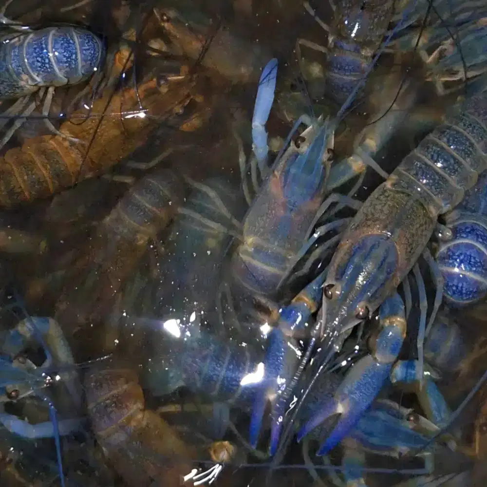 Bibit Lobster Air Tawar Redclaw