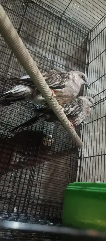 Tekukur warna POSIBLE albino leopart capucino mahar