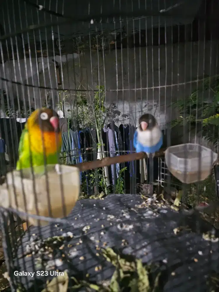Love bird dewasa