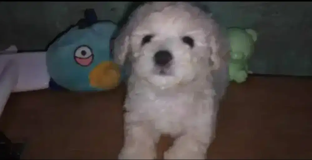 Poodle usia 2 bulan