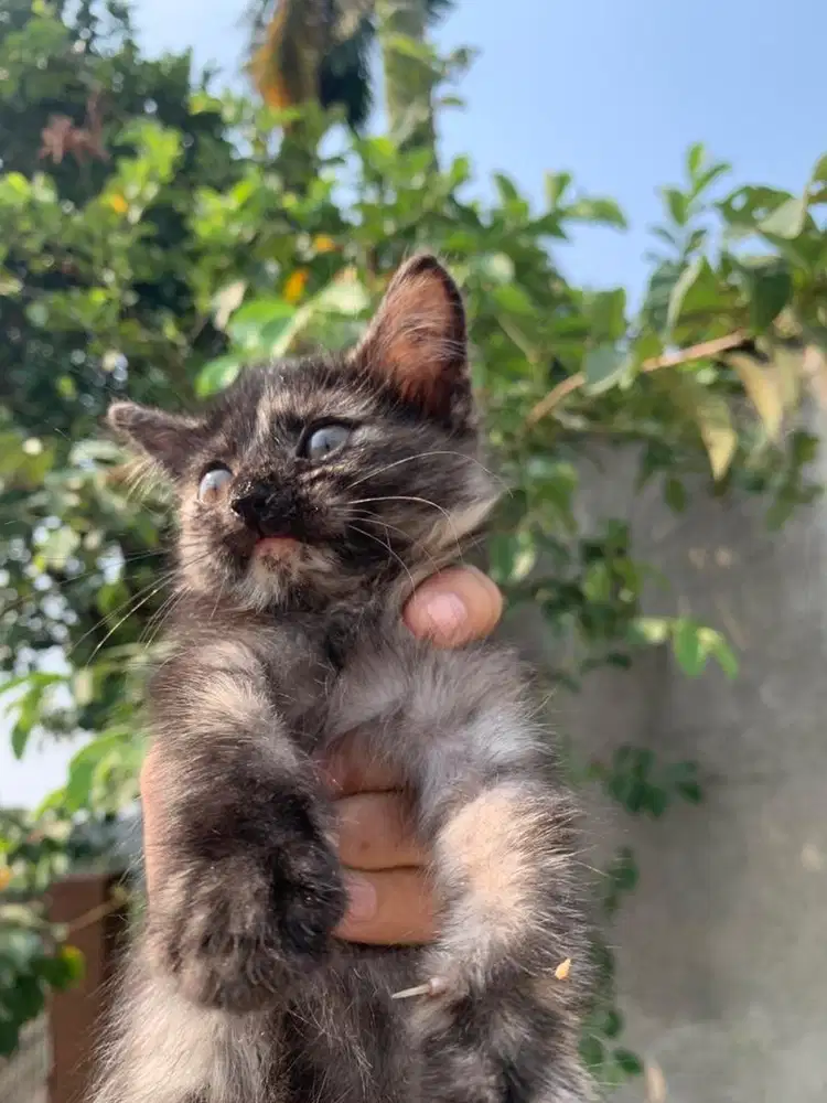 Kucing Kitten Persia Flatnose