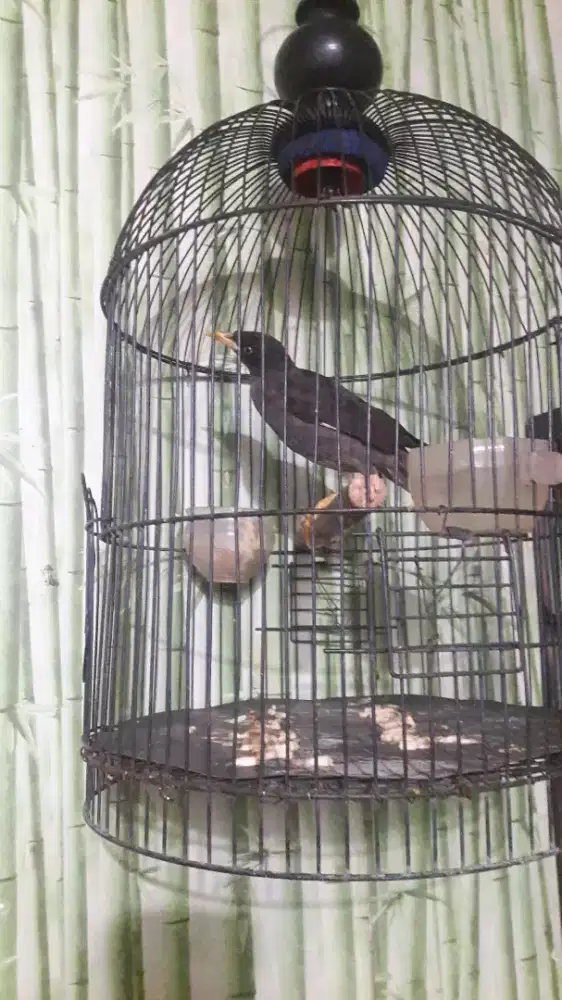 Jalak kebo burja