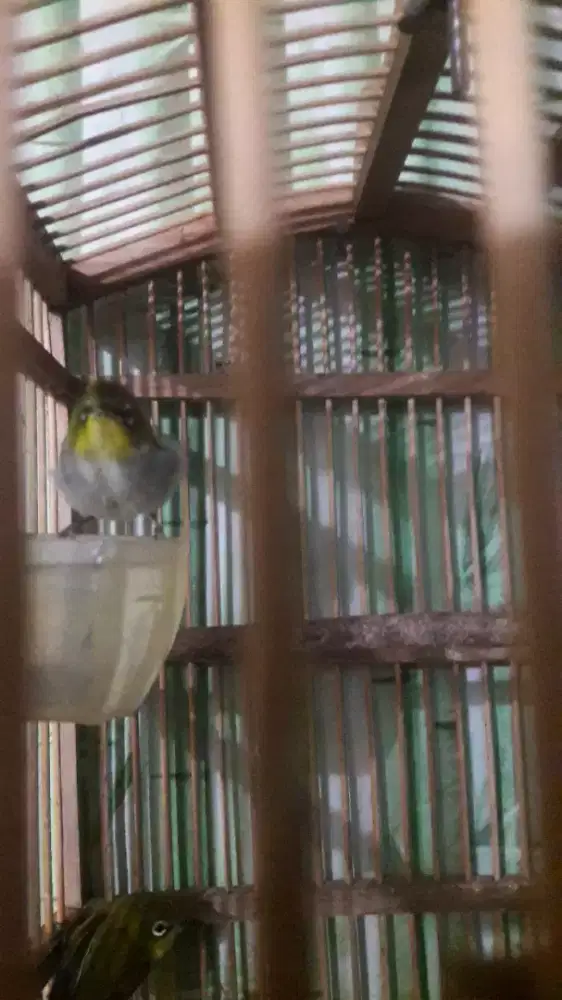Burung kacamata auri