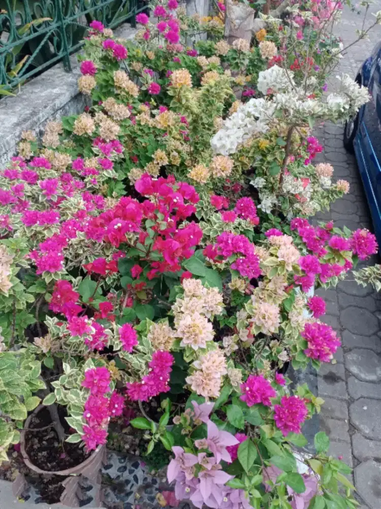 Bunga Bugenvil SGP, es krim, Bengawan Solo, Arjuna, Golden rose dll