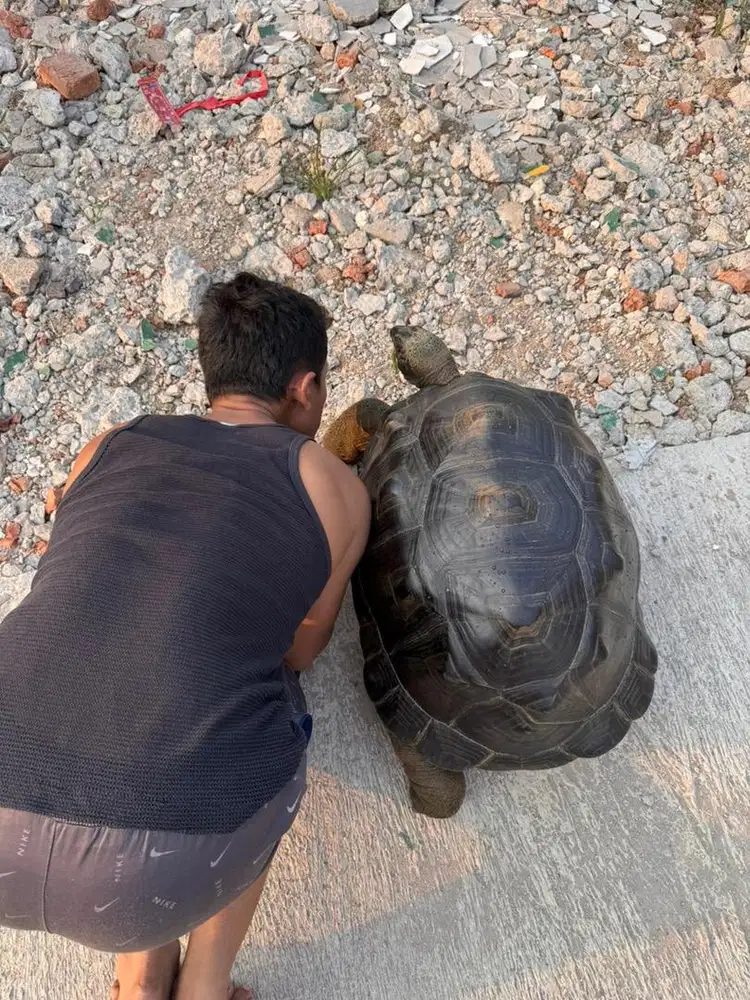 Aldabra jumbo 58cm jantan (jarang ada)