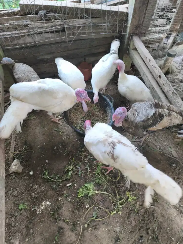 Ayam Kalkun Indukan