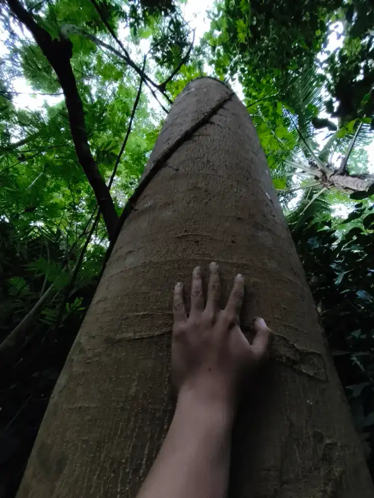 Kayu Sengon / Kayu Bersiah