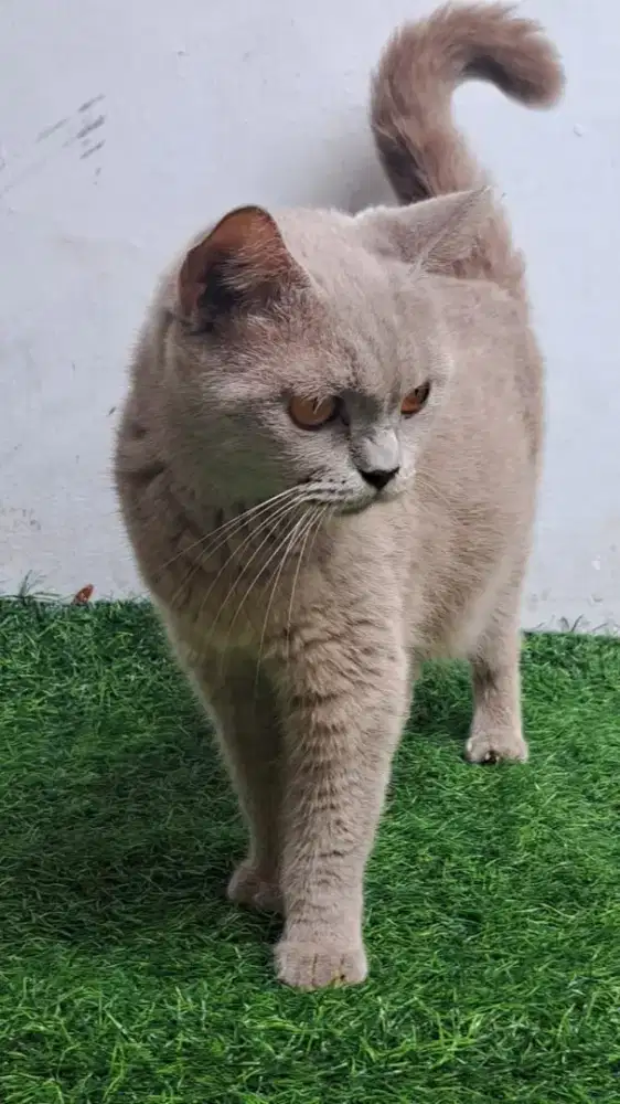 Open Adopt BSH Lilac Betina 2x Proven