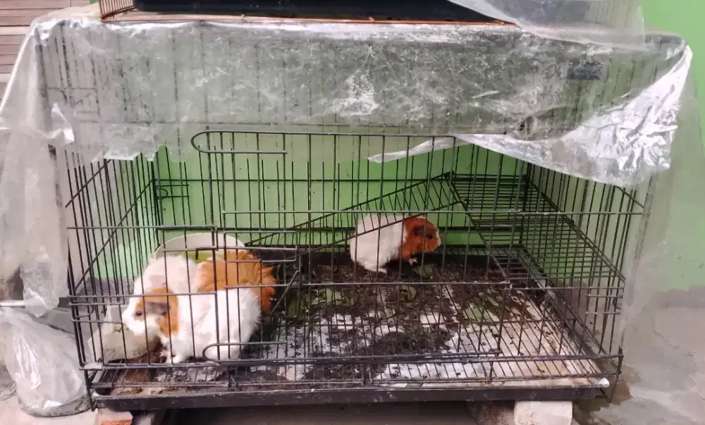 Dijual Marmut Abisinian 4 ekor + kandang