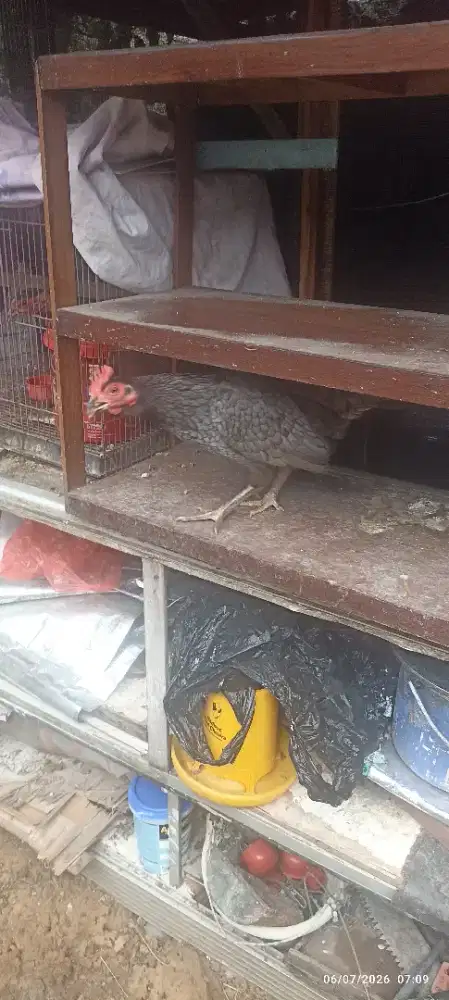 Ayam jago pacekan