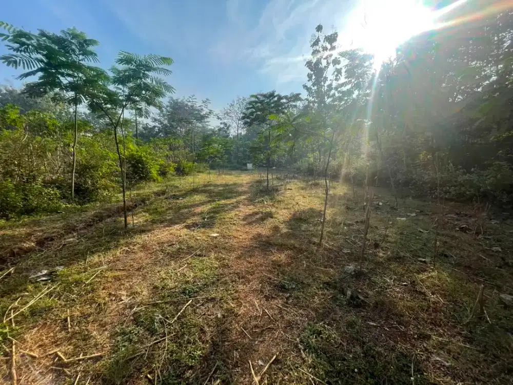 Tanah pekarangan 785 murah kalijambe