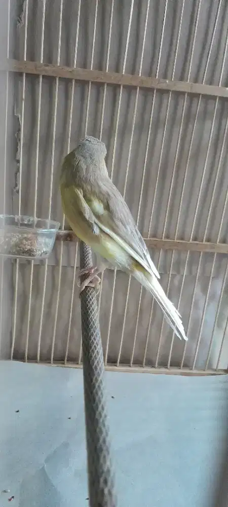 dijual burung lenari