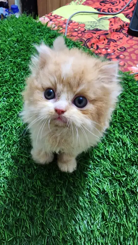 kitten persia flatnose