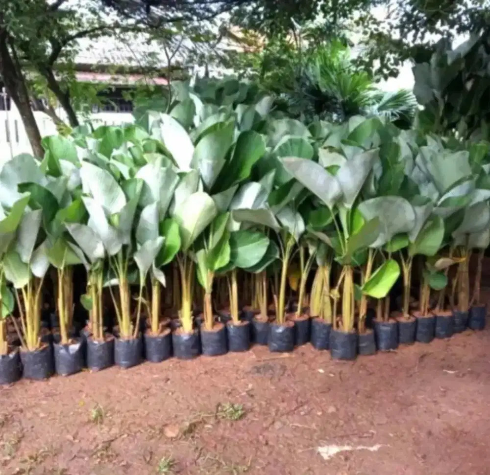 Tanaman Pisang Chalatea Pisang Kalatea