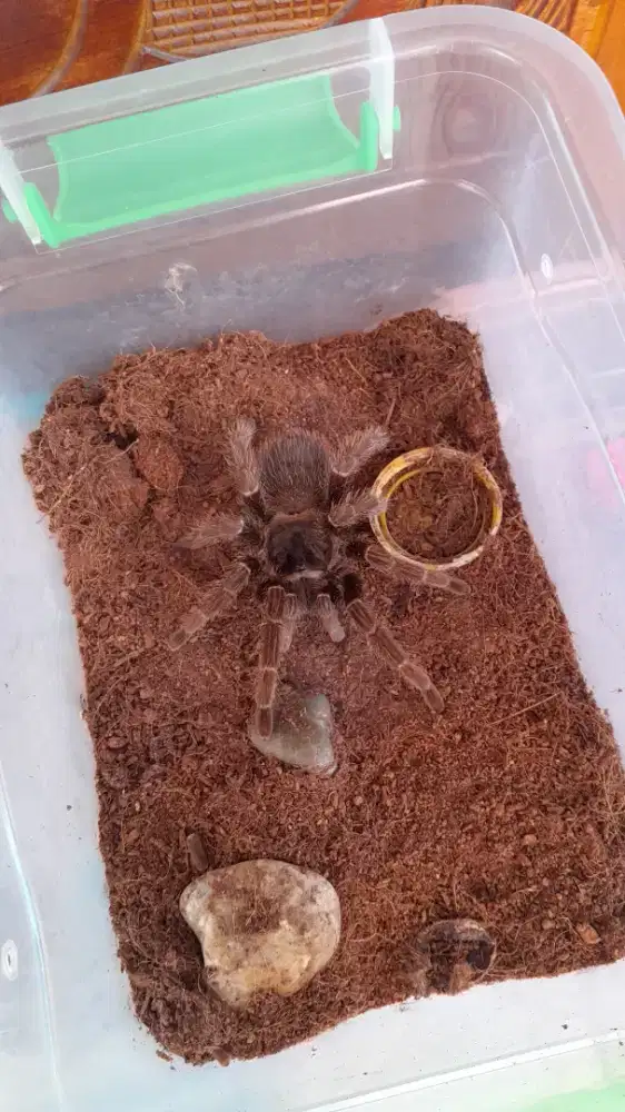 Tarantula Lasiodora Parahybana