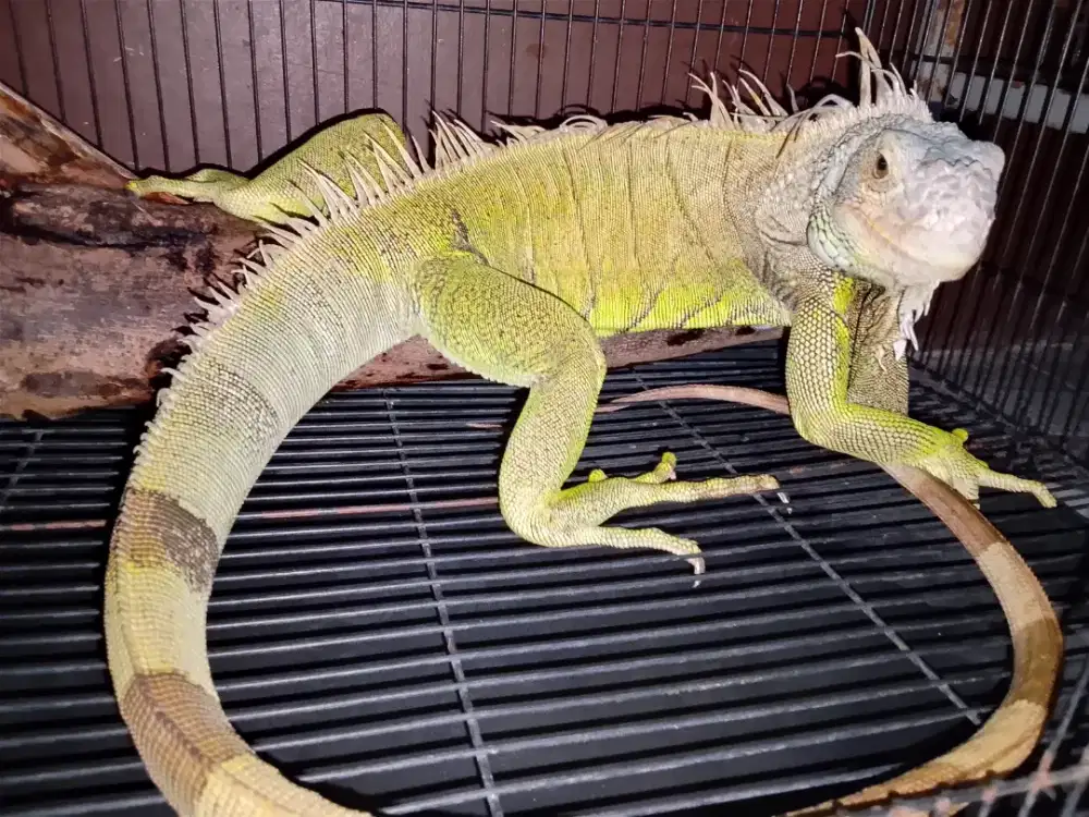 Jual Iguana hijau
