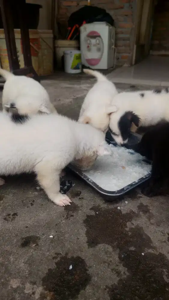 Jual anak anjing