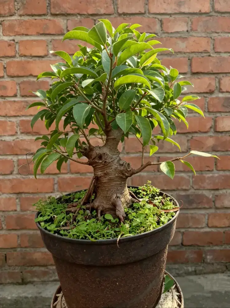 Bonsai mame / medium