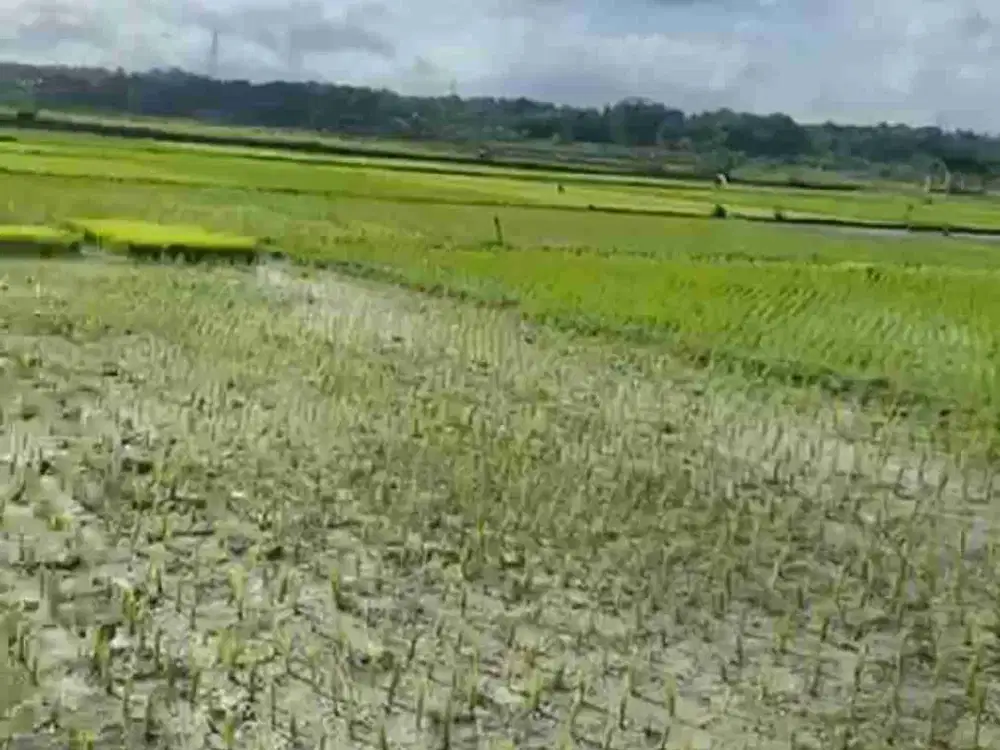 Tanah strategis view hamparan sawah dan pegunungan kawasan villa Bangunjiwo