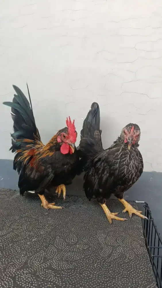 AYAM KATE SEPASANG REMAJA